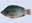 08090087: TILAPIA ECAILLE/VIDE 400/600 Vrac CHINE OU THAILANDE C X 6 KG IWP