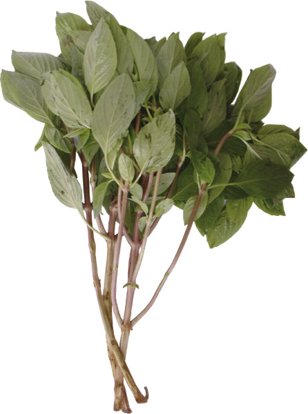 horopa-holapa-leaf.jpg