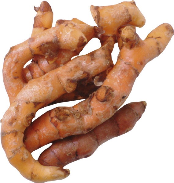 kurkuma-root.jpg